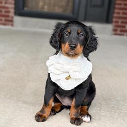 Maple - Unfurnished Coat - Phantom female Bernedoodle puppy in Pittsburgh, Pennsylvania from WestPenn Doodles LLC