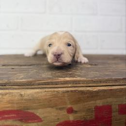 Rhoades - Cream male Dachshund puppy in Squires, Missouri from Hudson’s Hounds