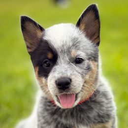 Red Girl 5 - Blue female Australian Cattle Dog puppy in Blackfoot, Idaho from Circle C Australian Cattle Dogs