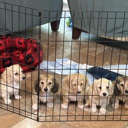 Dachshund puppies from Remarkable Doxies