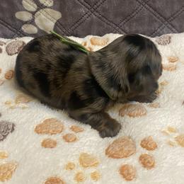 RUMI - Dapple female Dachshund puppy in Elizabethtown, Kentucky from Teeny Tiny Puppy Tails