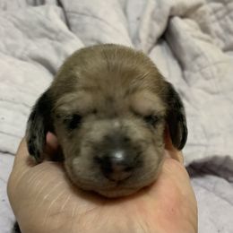 3 longhair dapple male brown - Dapple male Dachshund puppy in Bethany, Connecticut from Mardox Dachshunds