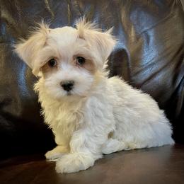 Havanese Puppies from 3 Bs Havanese