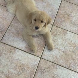 Golden Retriever Puppies from Lake Champlain Goldens