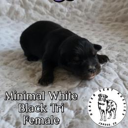 Reyna - Black tri female Miniature Australian Shepherd puppy in Jaroso, Colorado from Heaven Sent Aussies