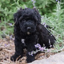 Polly - Black female Whoodle puppy in West Bend, Iowa from Blue Skies Terriers