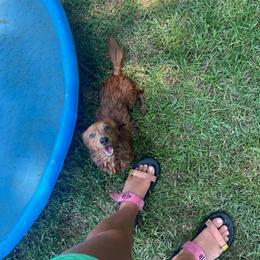Lil momma - Dachshund