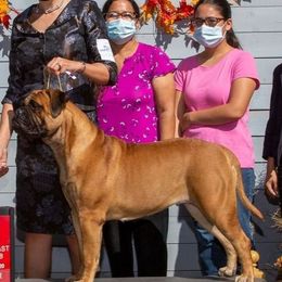 Lucy - Bullmastiff