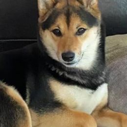 Nikki - Shiba Inu
