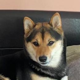 Nikki - Shiba Inu