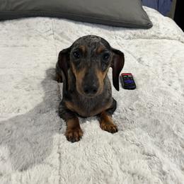 Ellie - Dachshund