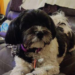 Pixie - Havanese