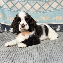 Donner - Brown and white male Cocker Spaniel puppy in Delphi, Indiana from Benchmark Cockers