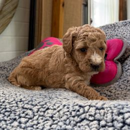 Poppy - Apricot female Goldendoodle puppy in Deer Park, Washington from Doodle Paw Ranch