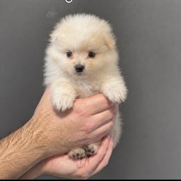 Angel - Cream female Pomeranian puppy in Glendale, California from Los Angeles Teacup Yorkie