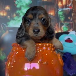 Jinx - Dapple male Dachshund puppy in Floresville, Texas from Muddy River Dachshunds