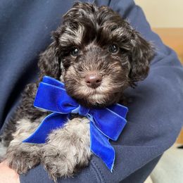 Cocoa - Brown male Schnoodle puppy in Fredericksburg, Virginia from Growing Puppies