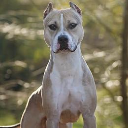 American Pit Bull Terriers and American Staffordshire Terriers from AptiBull Terriers