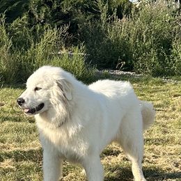 Theobold of Aragon - White Great Pyrenees puppy in Wilder, Idaho from Owyhee Mountains Great Pyrenees