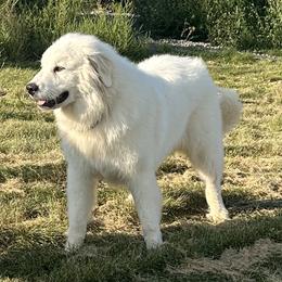 Theobold of Aragon - White Great Pyrenees puppy in Wilder, Idaho from Owyhee Mountains Great Pyrenees