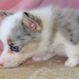 Australian Cattle Dog and Pembroke Welsh Corgi Puppies from Heelers in Texas