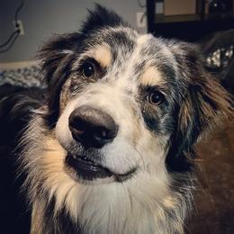 Australian Shepherd All Grown Up from K & R Australian Shepherds
