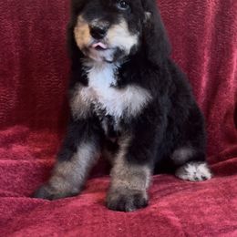 Bernedoodle Puppies from High Peaks Bernedoodles