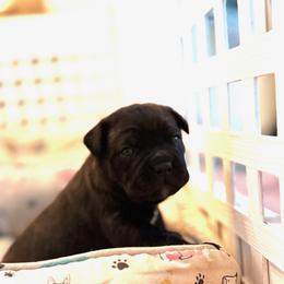 Red Collar - Black brindle female Cane Corso puppy in Charlotte County, Florida from Nysa Cane Corso