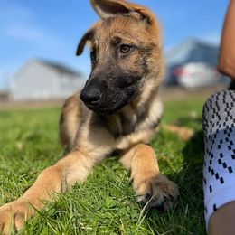Cane Corso, German Shepherds, and Rottweilers from Tribal K9