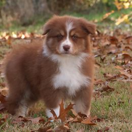 Glory - Australian Shepherd puppy from Silverbrook Australian Shepherds