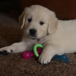 Golden Retriever Puppies from White Valley Goldens