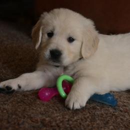 Golden Retriever Puppies from White Valley Goldens
