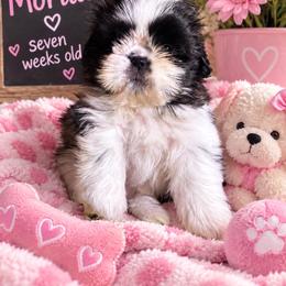 Girl 1 - Black and white female Shih Tzu puppy in Augusta, Maine from Zulas Shih Tzu of Maine