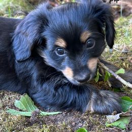 Companion Cross Puppies from Luna's Dorkie Pups