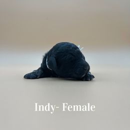 Indy (White) - Phantom female Poodle puppy in West Monroe, Louisiana from Diamond M Poodles and Doodles