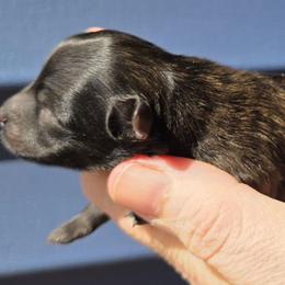 Merlin - Brindle male Pomeranian puppy in Hooksett, New Hampshire from Granite State Pomeranians