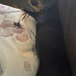Doberman Pinscher and Poodle Puppies from TopSpots Farm