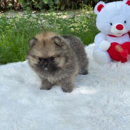 Fendi Zara - Wolf sable female Pomeranian puppy in Naples, Florida from 🤎 Dreaming Puppies 🐶