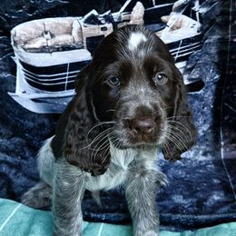 English Springer Spaniel Puppies from Bedell's Riverdog Run