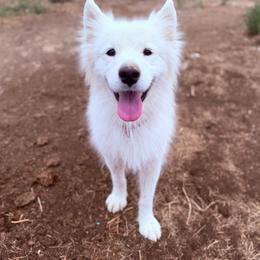 Tess - Samoyed