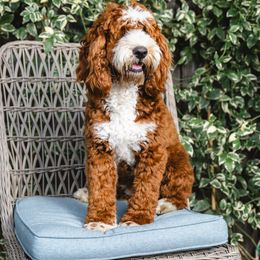 Ellena - Australian Labradoodle