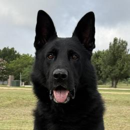 German Shepherds from Vom Eisengeist German Shepherds
