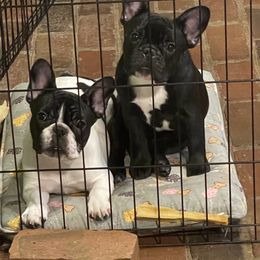 French Bulldog Puppies from Hilltop French Bulldogs