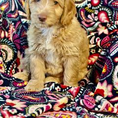 Orange - Caramel red Australian Labradoodle puppy in Oxford, Mississippi from Stony Brook Australian Labradoodles