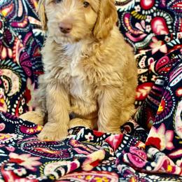 Orange - Caramel red Australian Labradoodle puppy in Oxford, Mississippi from Stony Brook Australian Labradoodles