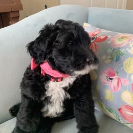 Sheepadoodle Puppies from Riley Grace Puppies