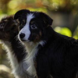 Ace of Spade - Black tri male Miniature American Shepherd puppy in Franklinville, North Carolina from Fine Hill Miniature Americans