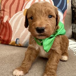 Lil Stuffing - Red  male Goldendoodle puppy in Camden, North Carolina from Oopsie Doodles of NC