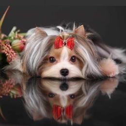 Mister Fun - Biewer Terrier