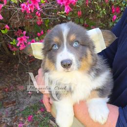 Greyson (Fluffy) - Blue male Pembroke Welsh Corgi puppy in Straughn, Alabama from Magnolia Creek Corgis
